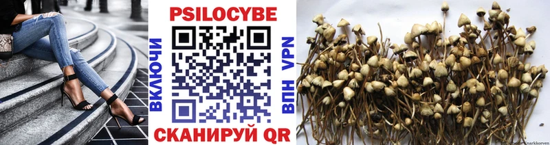Галлюциногенные грибы Psilocybe  Дорогобуж 